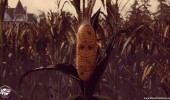 Maize